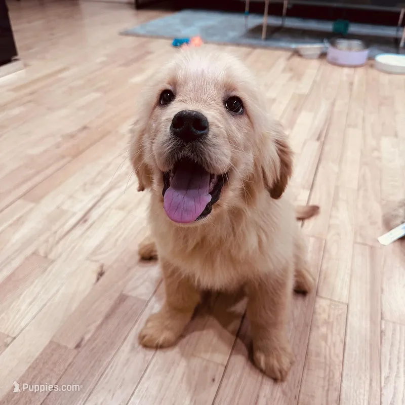 Rosie – Golden Retriever puppy for sale in Spring Valley, NY