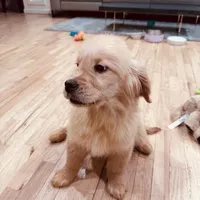 Rosie, a female Golden Retriever for sale in Spring Valley, NY – Photo 5 of 10