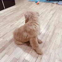 Rosie, a female Golden Retriever for sale in Spring Valley, NY – Photo 7 of 10