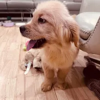 Rosie, a female Golden Retriever for sale in Spring Valley, NY – Photo 6 of 10