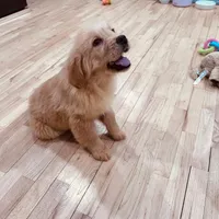 Rosie, a female Golden Retriever for sale in Spring Valley, NY – Photo 9 of 10