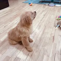 Rosie, a female Golden Retriever for sale in Spring Valley, NY – Photo 8 of 10