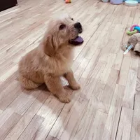 Rosie, a female Golden Retriever for sale in Spring Valley, NY – 2 of 4