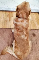 Goldie The Star, a male Golden Retriever for sale in Spring Valley, NY – Photo 3 of 3