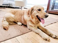 Goldie The Star, a male Golden Retriever for sale in Spring Valley, NY – Photo 2 of 3