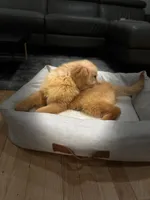 Max, a male Golden Retriever for sale in Spring Valley, NY – 3 of 5