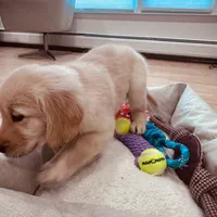 Max, a male Golden Retriever for sale in Spring Valley, NY – Photo 7 of 10