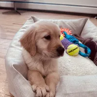 Max, a male Golden Retriever for sale in Spring Valley, NY – Photo 1 of 10