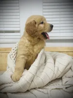 Max, a male Golden Retriever for sale in Spring Valley, NY – Photo 5 of 9