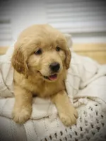 Max, a male Golden Retriever for sale in Spring Valley, NY – Photo 7 of 9