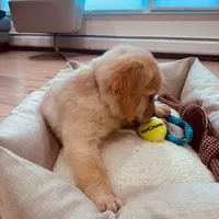 Max, a male Golden Retriever for sale in Spring Valley, NY – Photo 10 of 10