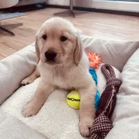 Max, a male Golden Retriever for sale in Spring Valley, NY – Photo 5 of 10