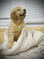 Max, a male Golden Retriever for sale in Spring Valley, NY – Photo 6 of 9