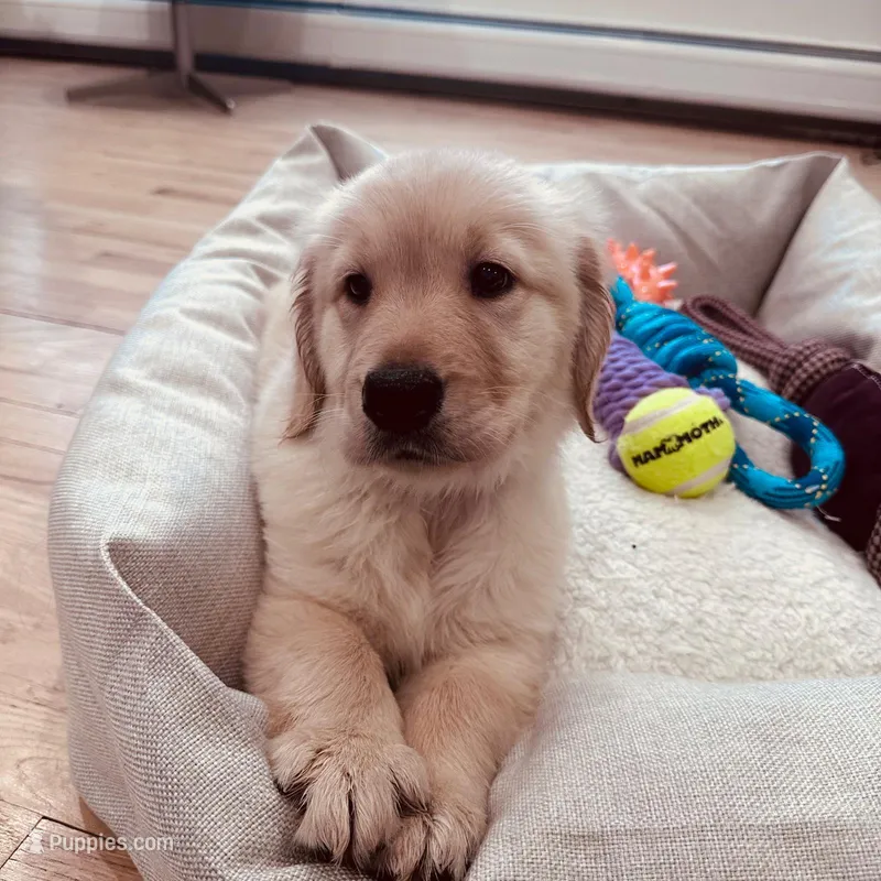 Max – Golden Retriever puppy for sale in Spring Valley, NY