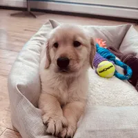 Max, a male Golden Retriever for sale in Spring Valley, NY – Photo 2 of 10