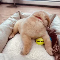 Max, a male Golden Retriever for sale in Spring Valley, NY – Photo 3 of 10