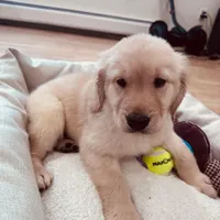 Max, a male Golden Retriever for sale in Spring Valley, NY – Photo 6 of 10