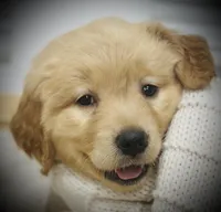 Max, a male Golden Retriever for sale in Spring Valley, NY – Photo 2 of 9