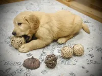 Max, a male Golden Retriever for sale in Spring Valley, NY – Photo 8 of 9