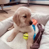 Max, a male Golden Retriever for sale in Spring Valley, NY – Photo 4 of 10