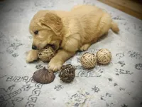 Max, a male Golden Retriever for sale in Spring Valley, NY – Photo 9 of 9