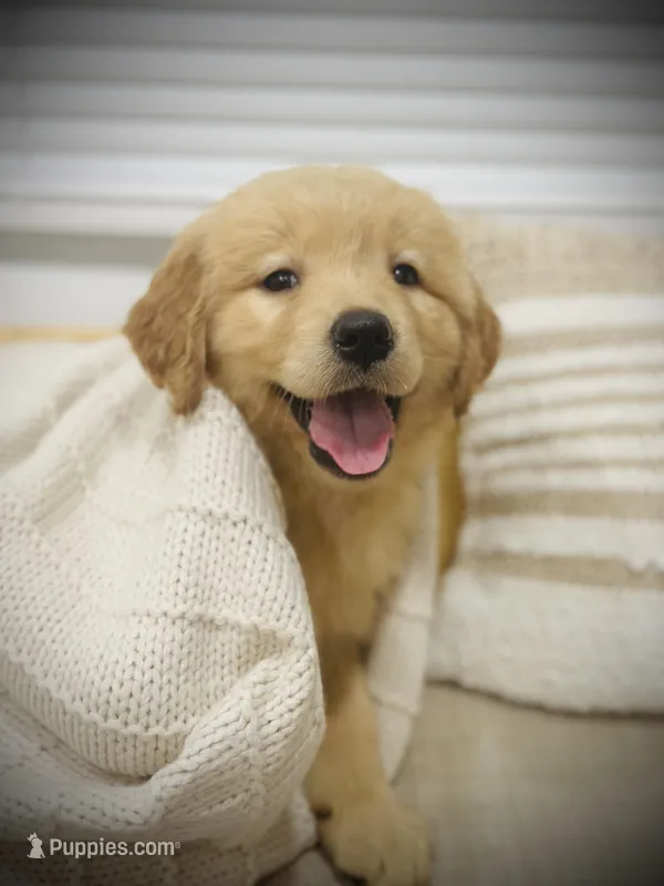 Max – Golden Retriever puppy for sale in Spring Valley, NY