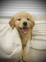 Max, a male Golden Retriever for sale in Spring Valley, NY – Photo 1 of 9