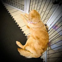 Lulu Pop, a female Golden Retriever for sale in Spring Valley, NY – Photo 5 of 6