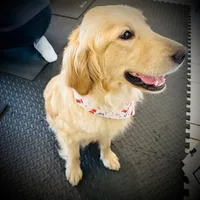 Lulu Pop, a female Golden Retriever for sale in Spring Valley, NY – Photo 3 of 6