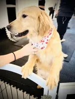 Lulu Pop, a female Golden Retriever for sale in Spring Valley, NY – Photo 2 of 6