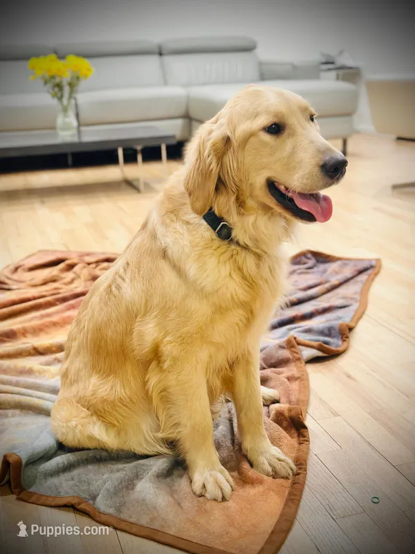 Lulu Pop – Golden Retriever puppy for sale in Spring Valley, NY