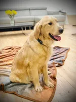 Lulu Pop, a female Golden Retriever for sale in Spring Valley, NY – Photo 1 of 6