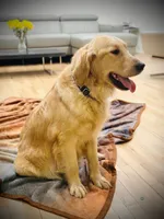 Lulu Pop, a female Golden Retriever for sale in Spring Valley, NY – Photo 4 of 6