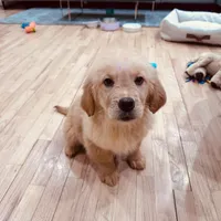 Max, a male Golden Retriever for sale in Spring Valley, NY – 5 of 5