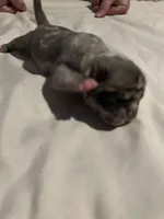 Bane, a male Pug for sale in Indianapolis, IN – Photo 5 of 7