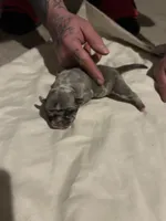 Bane, a male Pug for sale in Indianapolis, IN – Photo 6 of 7