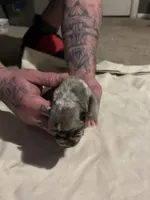 Bane, a male Pug for sale in Indianapolis, IN – Photo 4 of 7