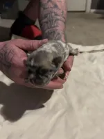 Bane, a male Pug for sale in Indianapolis, IN – Photo 3 of 7