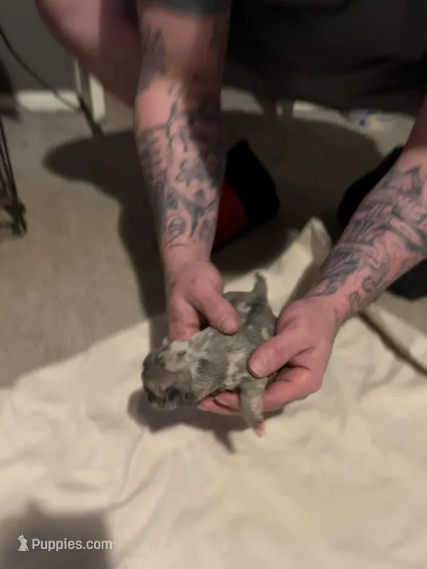 Bane – Pug puppy for sale in Indianapolis, IN