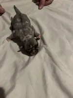 Bane, a male Pug for sale in Indianapolis, IN – Photo 7 of 7