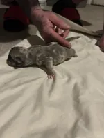 Bane, a male Pug for sale in Indianapolis, IN – Photo 2 of 7