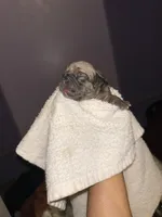 Brutus, a male Pug for sale in Indianapolis, IN – Photo 3 of 3