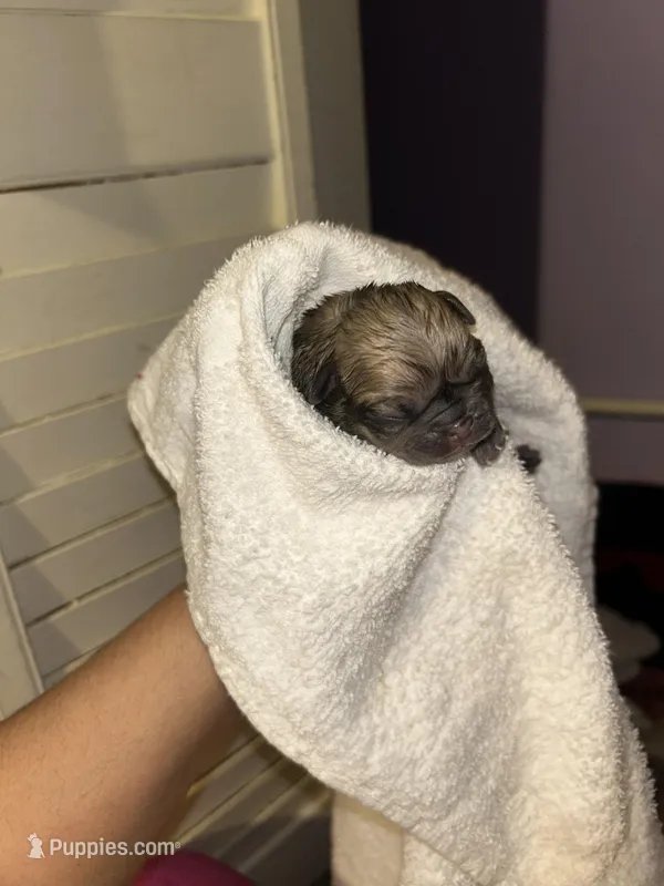 Brutus – Pug puppy for sale in Indianapolis, IN