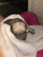 Brutus, a male Pug for sale in Indianapolis, IN – Photo 2 of 3