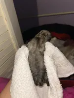 Roger, a male Pug for sale in Indianapolis, IN – Photo 3 of 3