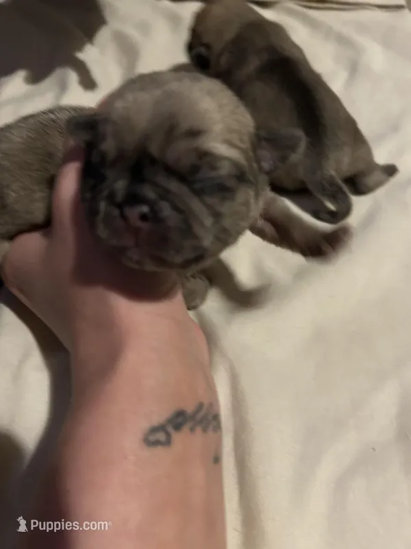 Roger – Pug puppy for sale in Indianapolis, IN