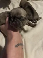 Roger, a male Pug for sale in Indianapolis, IN – Photo 1 of 3