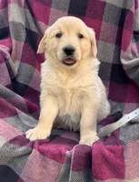 Gray, a female Golden Retriever for sale in Cadott, WI – 1 of 1