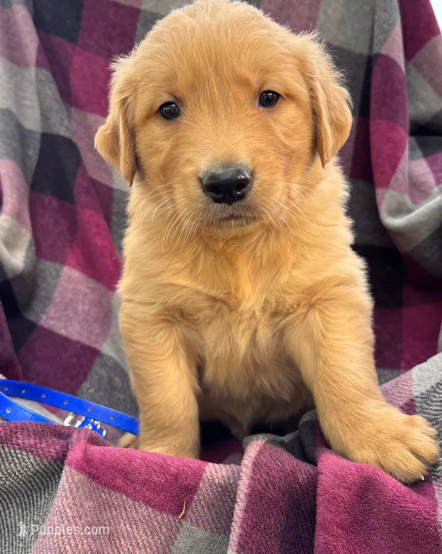 Blue – Golden Retriever puppy for sale in Cadott, WI