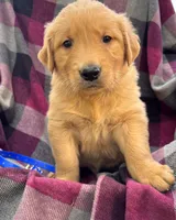 Blue, a male Golden Retriever for sale in Cadott, WI – 1 of 1